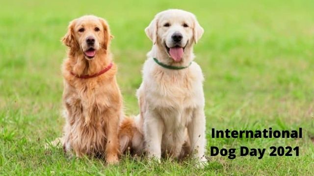 International dog day 2021
