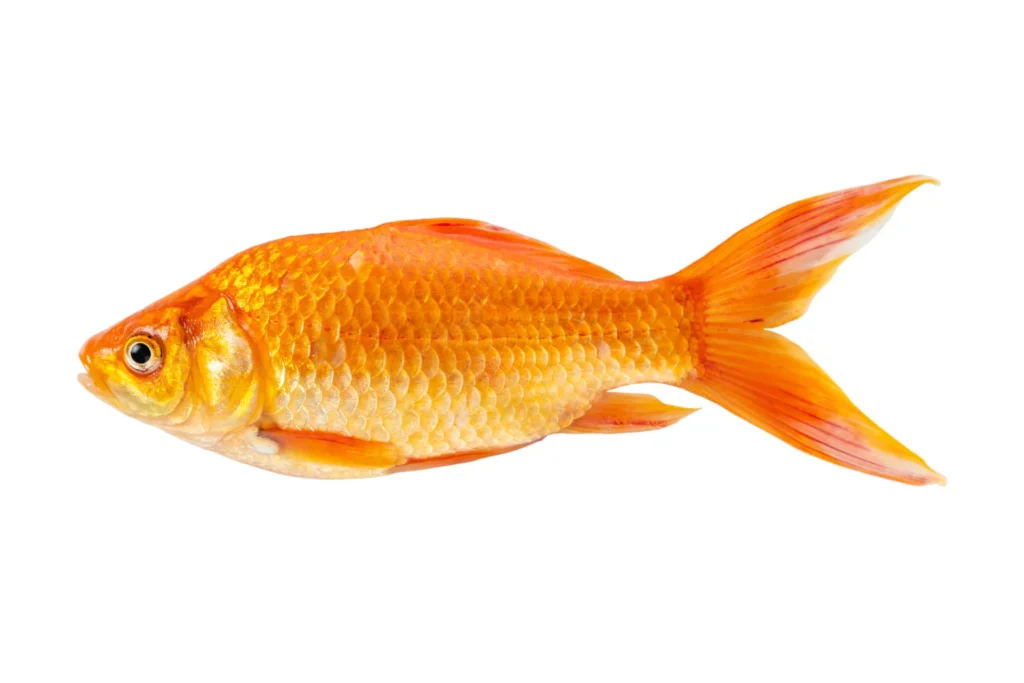 gold fish isolated white background 273003 236