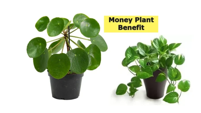 money plant benefit