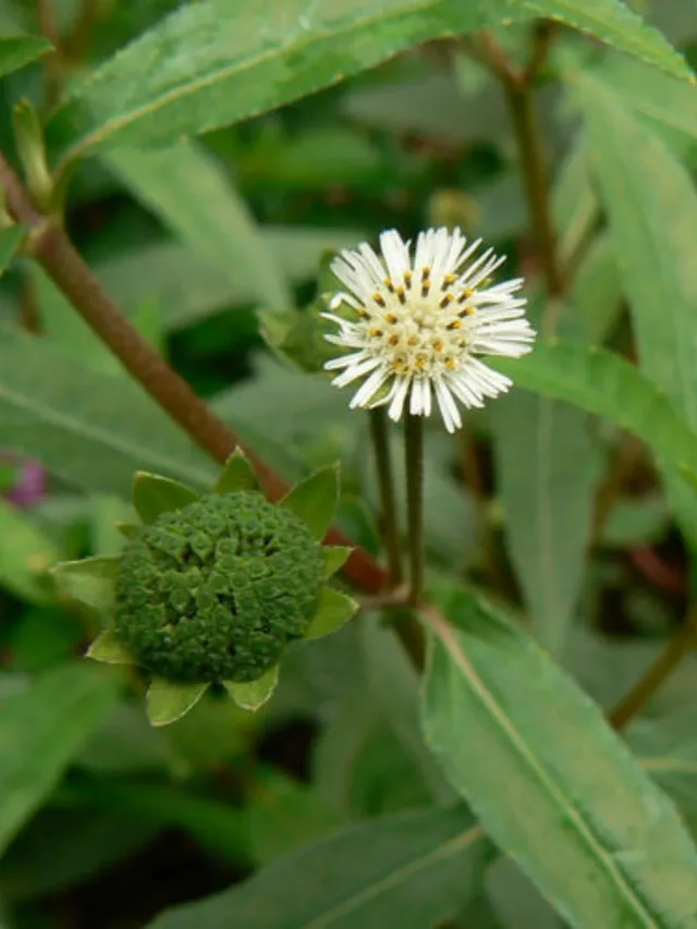 गंजे सर पर भी उगा देगा बाल ये पौधा – Permanent CURE TO BALDNESS [Bhringraj Plant]