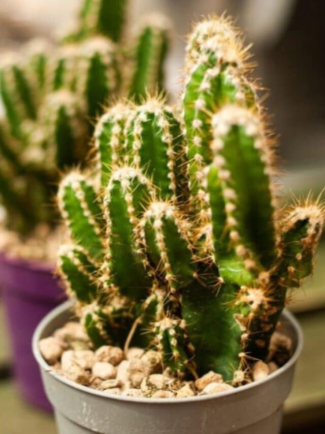 Fairy Castle Cactus (Acanthocereus tetragonus ‘Fairy Castle)